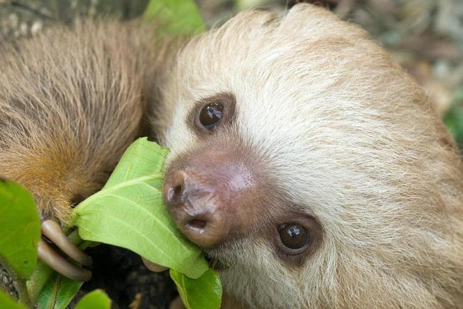 Sloths Lovers Tour. Puerto Limon Shore Excursion