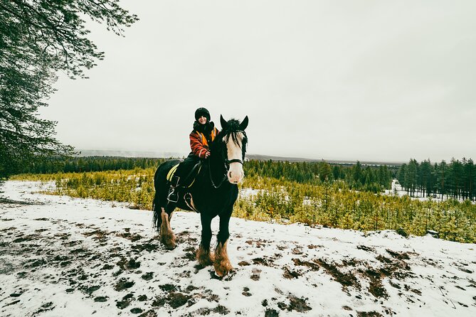 Small-Group Arctic Circle Horse Riding From Rovaniemi