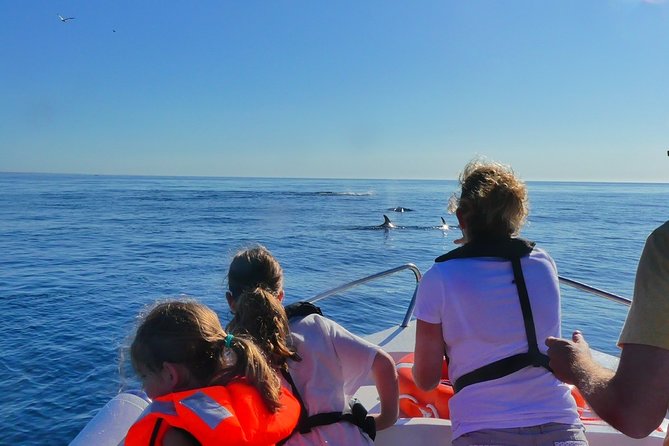 1 small group dolphin and wildlife watching tour in faro Small Group Dolphin and Wildlife Watching Tour in Faro