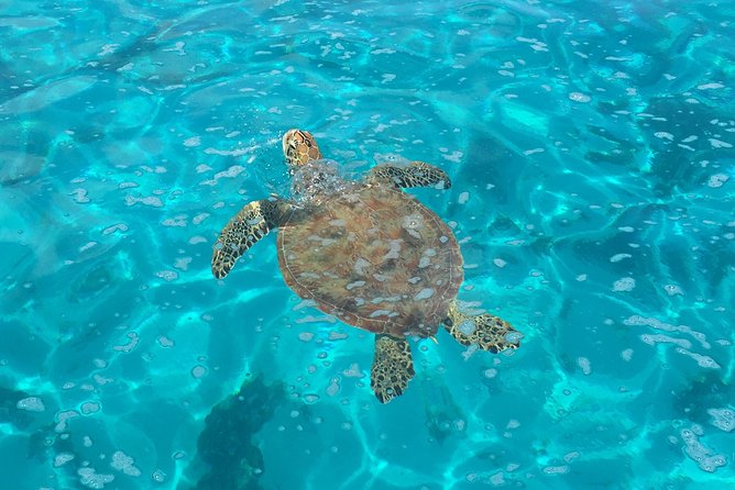 1 small group glass bottomed boat tour with snorkeling moorea Small-Group Glass Bottomed Boat Tour With Snorkeling, Moorea