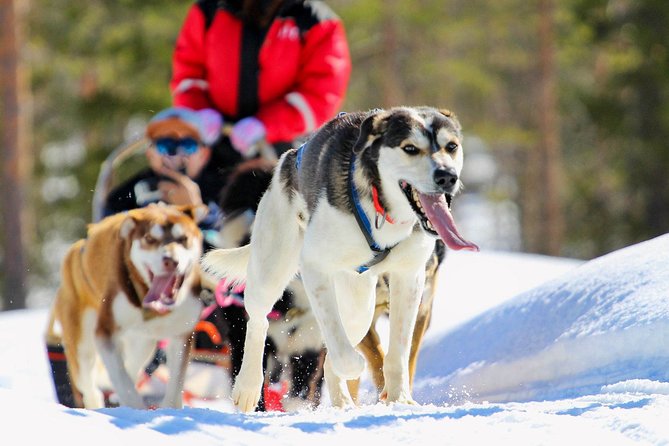 Small-Group Husky Mushing Experience in Rovaniemi