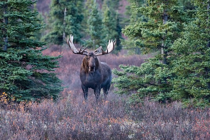 Small-Group Moose Wild Safari From Rovaniemi