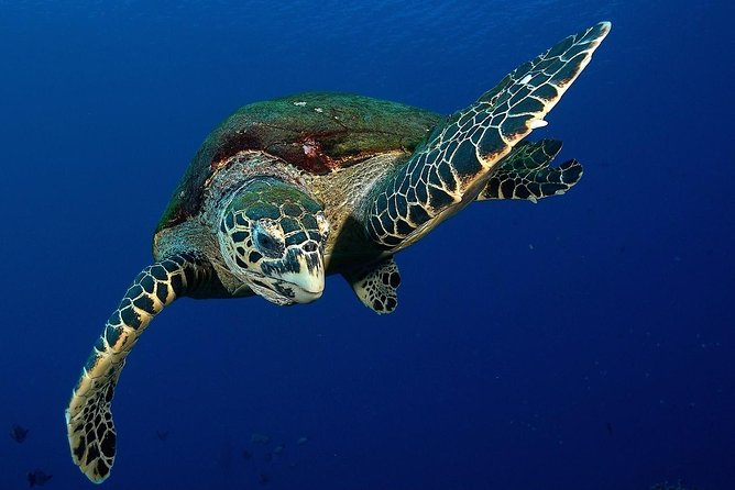 Small-Group Morning Snorkeling Tour to See Turtles  – Tahiti