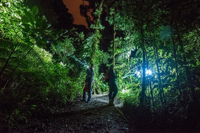 1 small group tortuguero national park night walk in costa rica Small-Group Tortuguero National Park Night Walk in Costa Rica