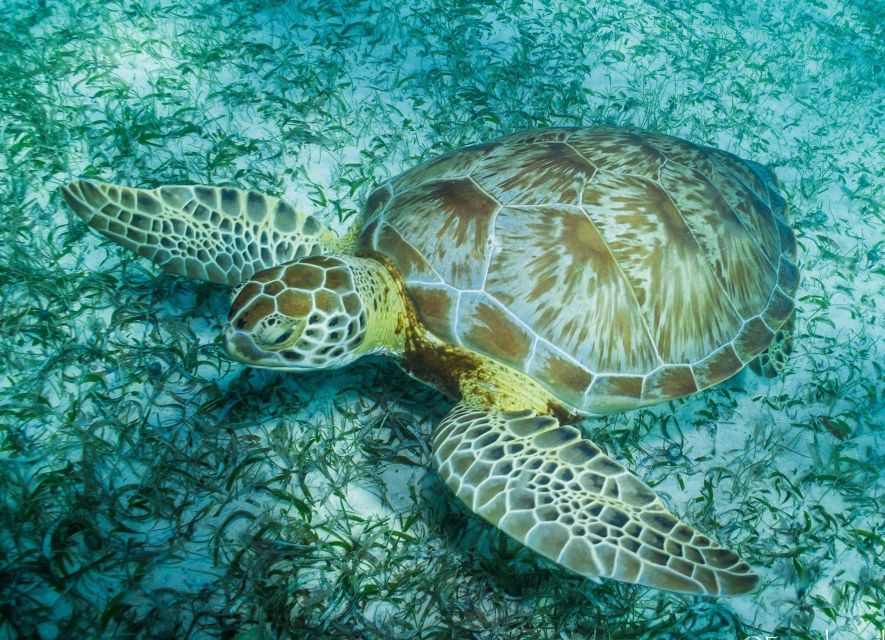 1 snorkel tour searching for turtles at mahahual reef lagoon Snorkel Tour: Searching for Turtles at Mahahual Reef Lagoon