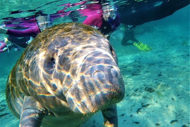 Snorkel Tour With the Manatee on Kings Bay, Crystal River