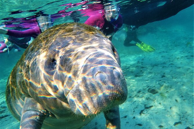 1 snorkel tour with the manatee on kings bay crystal river Snorkel Tour With the Manatee on Kings Bay, Crystal River