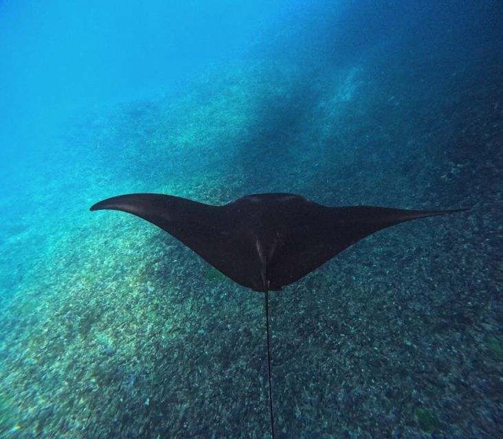 Snorkeling Nusapenida – Best Part Swim With the Mantarays