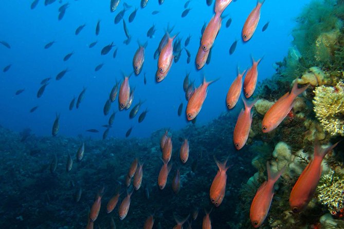 1 snorkeling tour around the isola bella nature reserve Snorkeling Tour Around the Isola Bella Nature Reserve