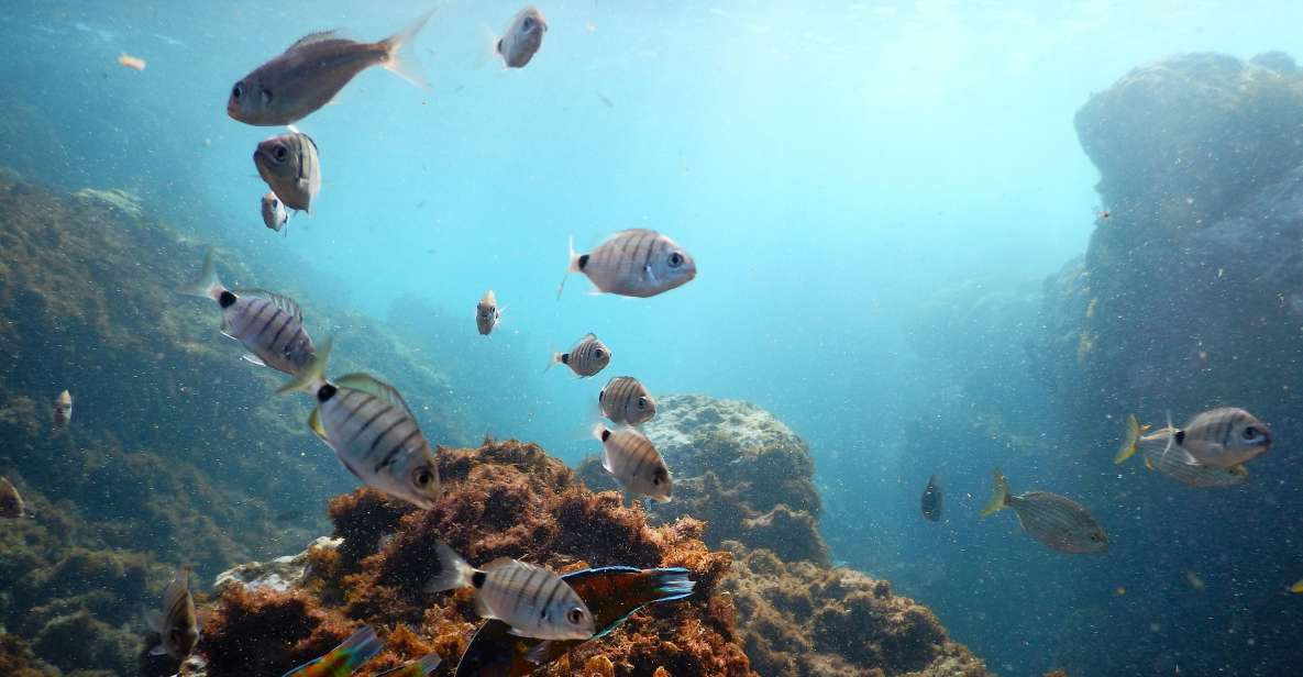 1 snorkeling wildlife in terceira island Snorkeling Wildlife in Terceira Island