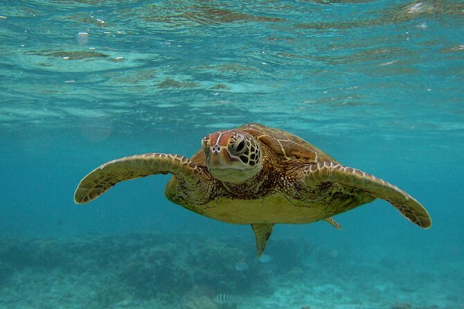 1 snorkeling with sea turtles in mirissa pickup and drop included Snorkeling With Sea Turtles in Mirissa (Pickup and Drop Included)