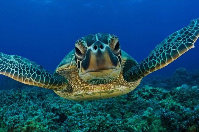 1 snorkeling with turtles in mirissa Snorkeling With Turtles in Mirissa