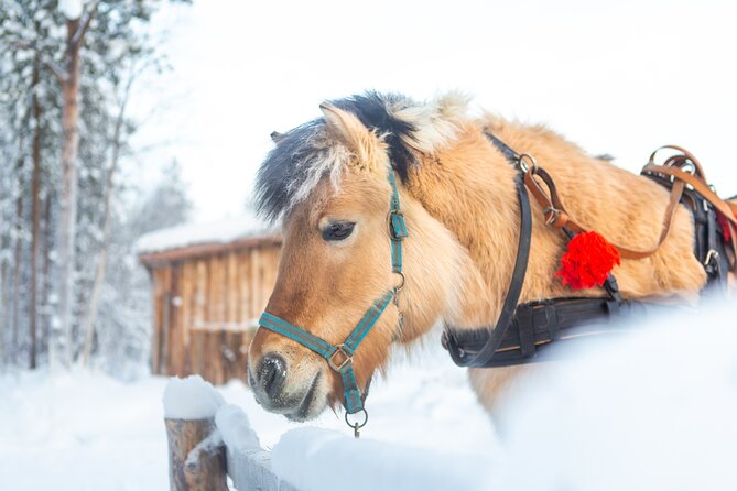 Snowy Nature on Horseback in Apukka Resort, Rovaniemi