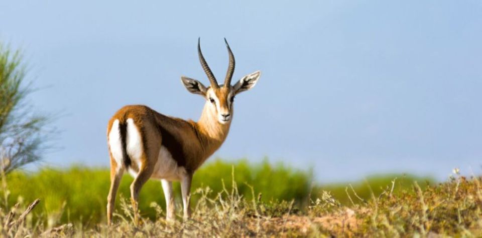 1 souss massa national park chtouka ait baha book tickets tours Souss-Massa National Park, Chtouka Aït Baha - Book Tickets & Tours