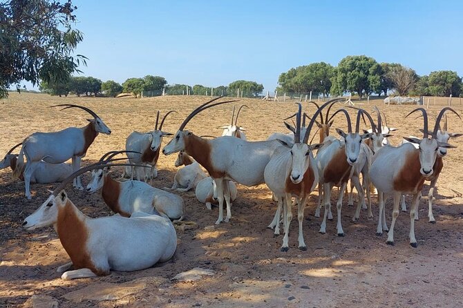 Souss Massa National Park Half Day Trip From Agadir