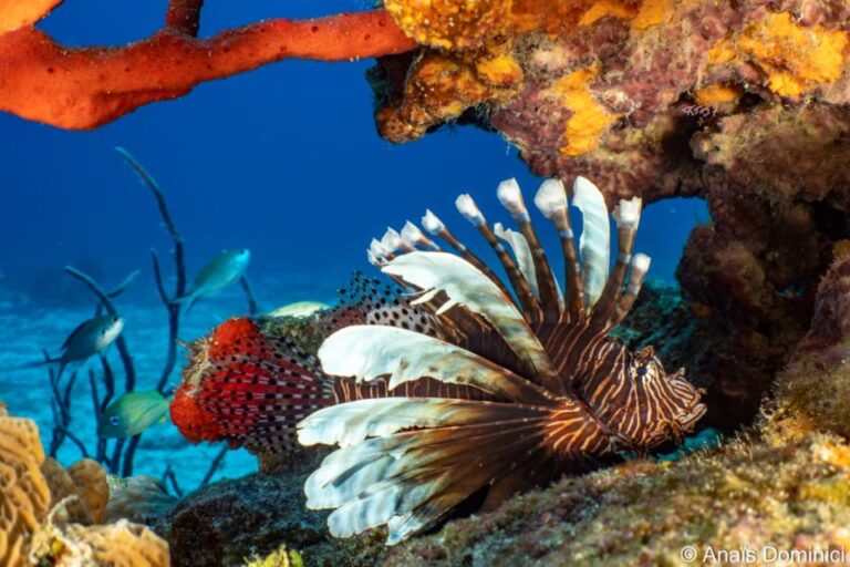 South Marine Park & Cozumel Reef Scuba Diving Tour