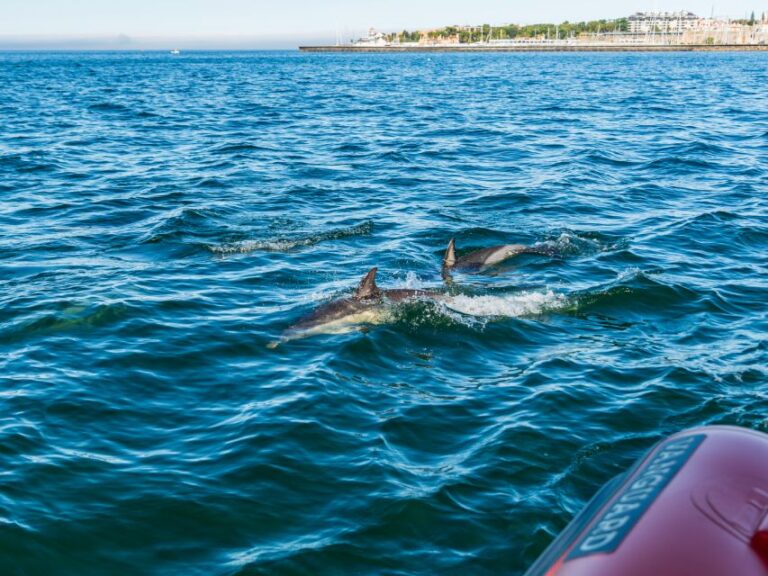 South Route: Dolphin Watching