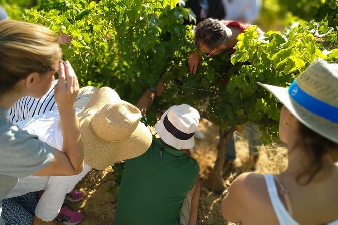 Spain Private Wine Tour to Ronda From the Costa Del Sol  – Marbella