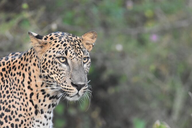 Special Leopard Safari Tour in Yala National Park by Malith & the Team
