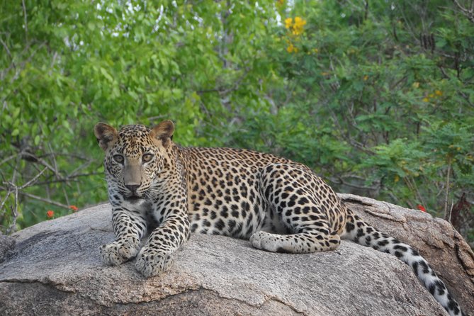 Special Leopards Safari – Yala National Park – 04.30 Am to 11.30 Am