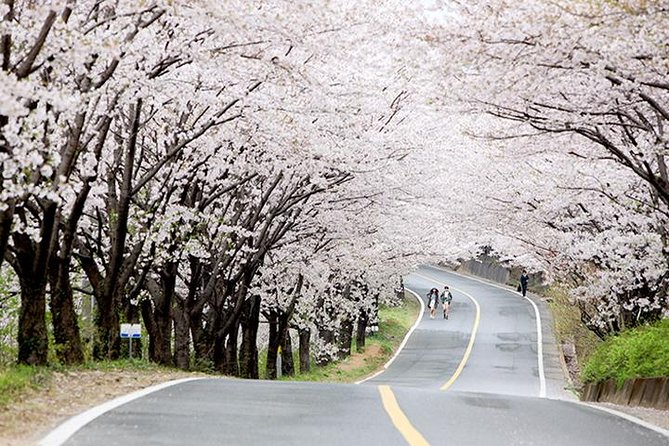 Spring 5 Days Cherry Blossom Jeju&Busan&Jinhae&Gyeongju on 31 Mar to 10 Apr
