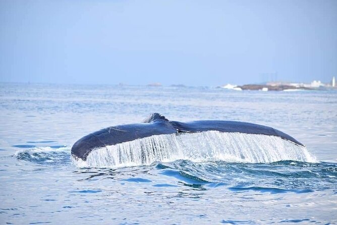 Sri Lanka Trincomalee Whale and Dolphin Watching Cruise