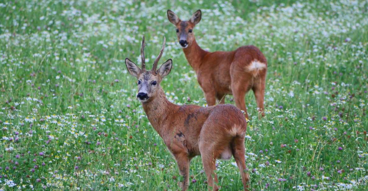 1 stockholm evening wildlife safari with midsummer meal Stockholm: Evening Wildlife Safari With Midsummer Meal