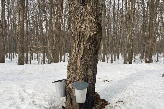 Sugar Shack (Feb to May) Maple Syrup Private Day Tour With Lunch From Montreal