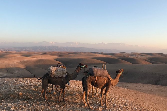 Sunset Camel Ride Agafay Desert Including Dinner and Transport