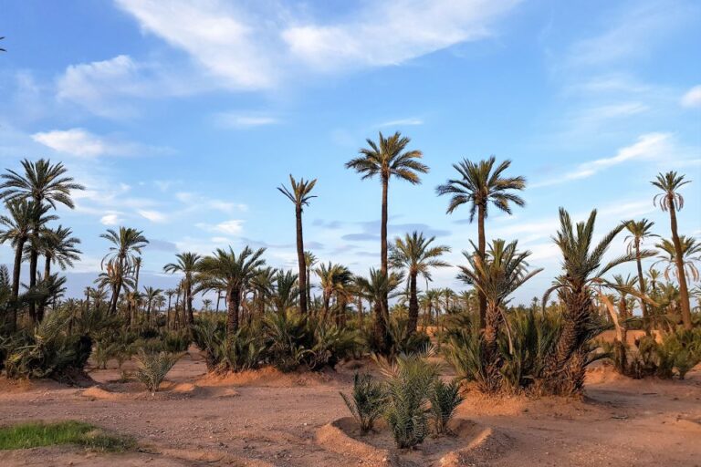 Sunset Camel Ride in the Marrakech Palmeraie