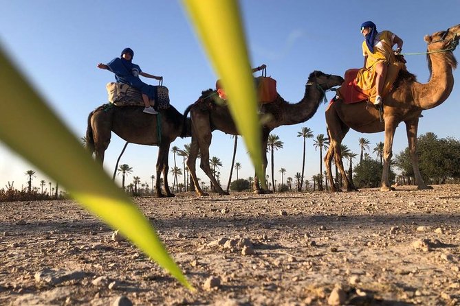 Sunset Camel Ride in the Palm Groves of Marrakech