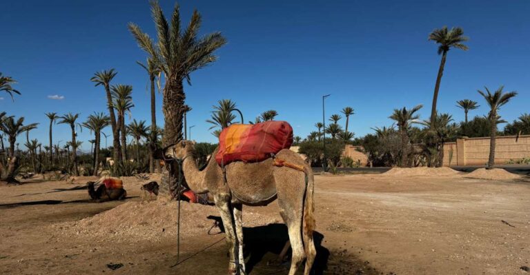 Sunset Camel Ride Trip at Palm Grove Marrakech With Dinner