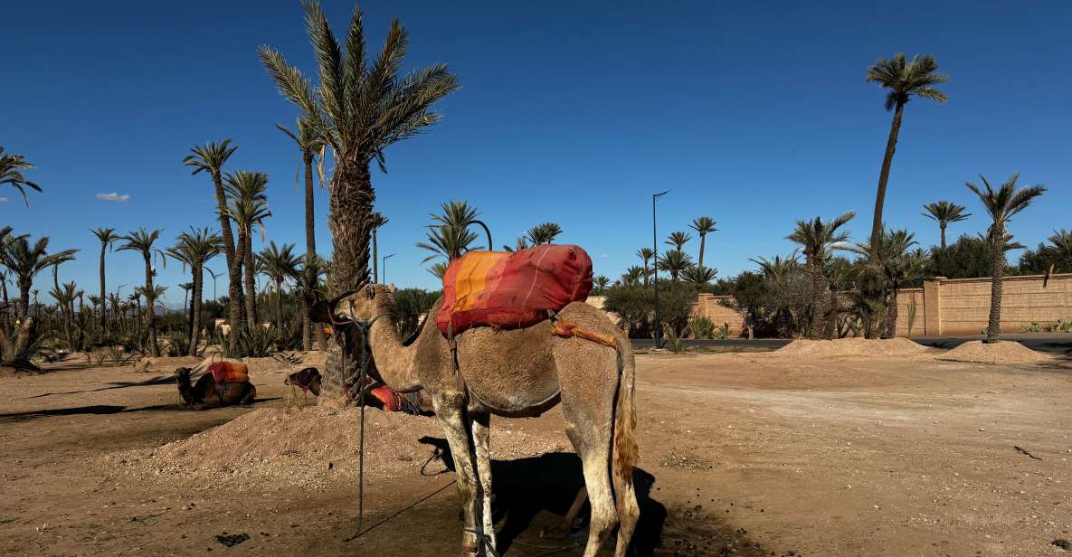 1 sunset camel ride trip at palm grove marrakech with dinner Sunset Camel Ride Trip at Palm Grove Marrakech With Dinner