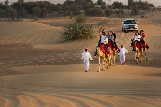 Sunset Camel Trekking Safari With Falcon Show & VIP BBQ Dinner