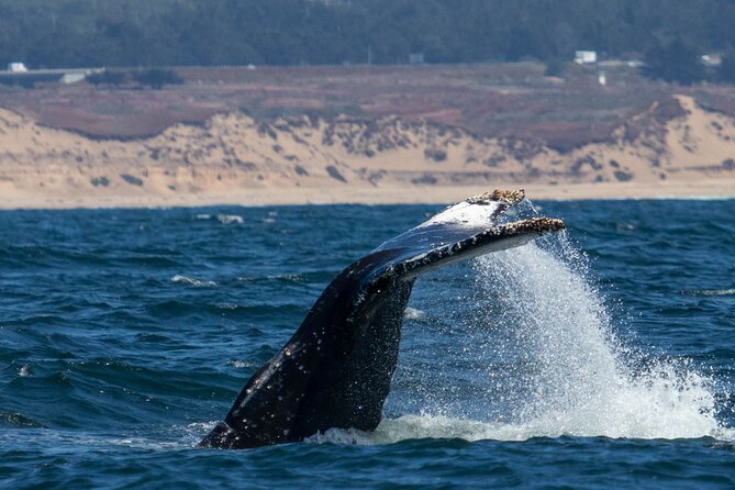 Sunset Whale Watch Tour in Monterey