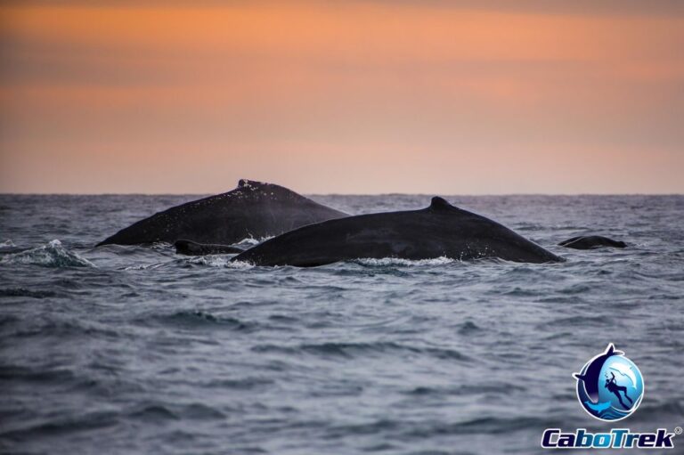 Sunset Whale Watching Cruise in Cabo San Lucas