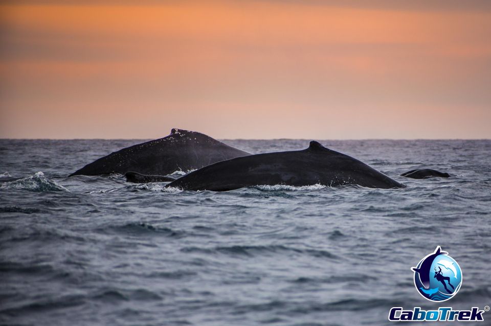1 sunset whale watching cruise in cabo san lucas Sunset Whale Watching Cruise in Cabo San Lucas