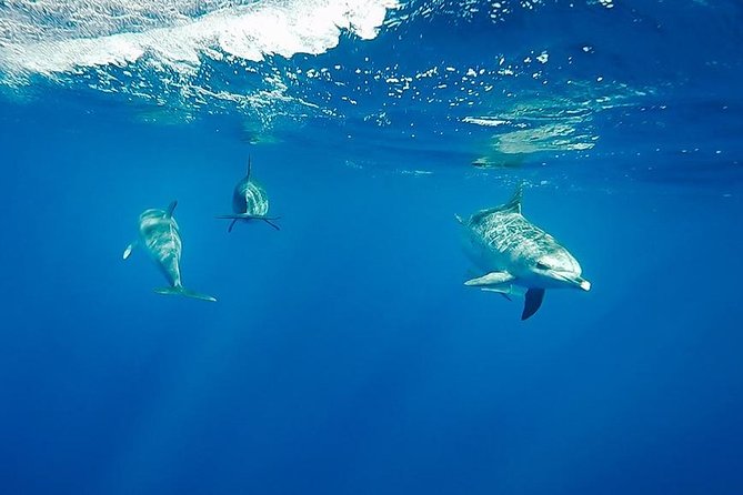 Swim With Dolphins in the Azores