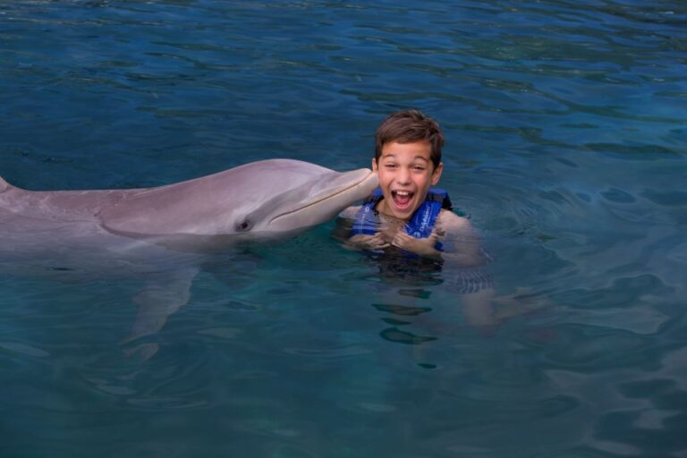 Swim With Dolphins Ride – Riviera Maya
