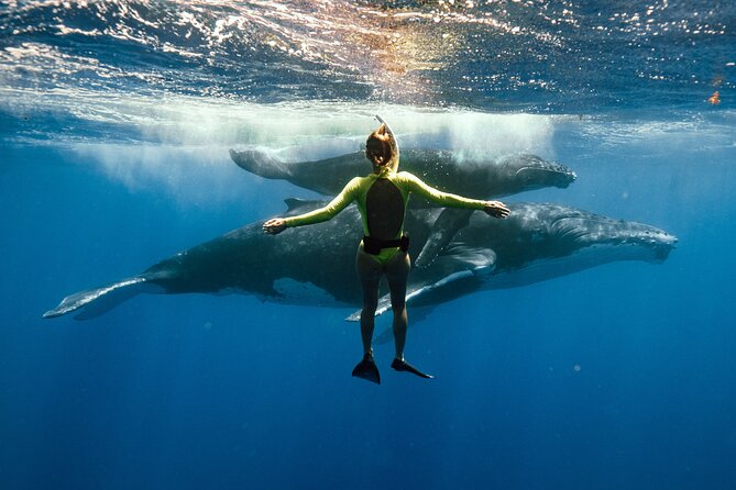 Swim With Humpback Whales