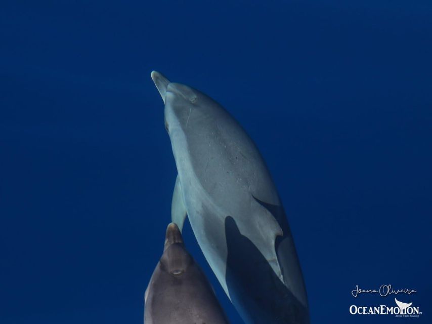 1 swimming with dolphins in terceira island Swimming With Dolphins in Terceira Island