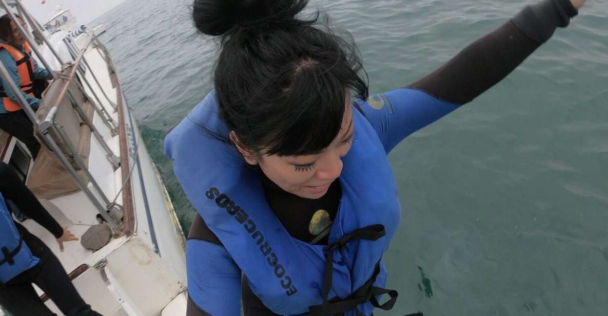 Swimming With Sea Lions In Lima