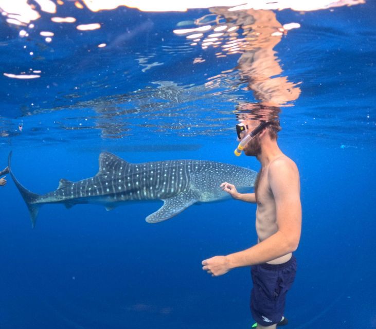 1 swimming with whale sharks in sumbawa Swimming With Whale Sharks in Sumbawa