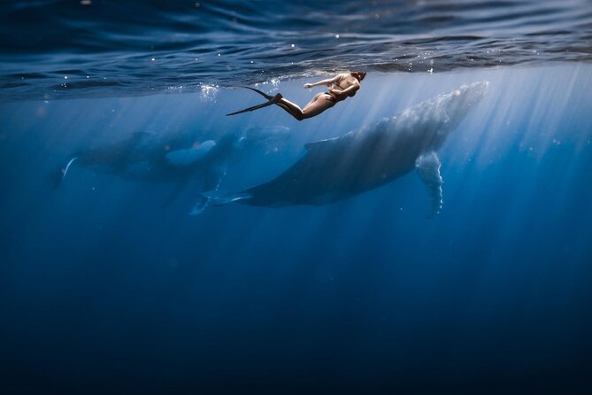 Swimming With Whales in Moorea (Half Day Tour)