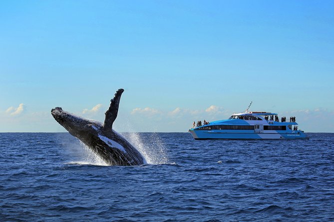 Sydney Hop-on-Hop-off Cruise and Whale Watching Cruise