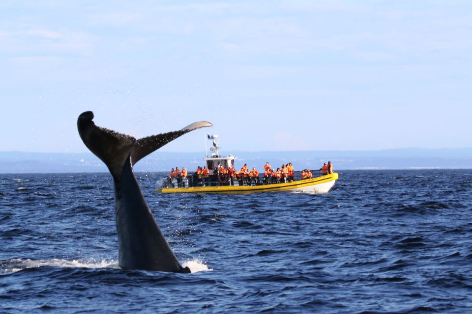 1 tadoussac baie ste catherine whale watch zodiac boat tour Tadoussac/Baie-Ste-Catherine: Whale Watch Zodiac Boat Tour