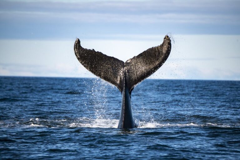 Tadoussac or Baie-Sainte-Catherine: Whale Watching Boat Tour