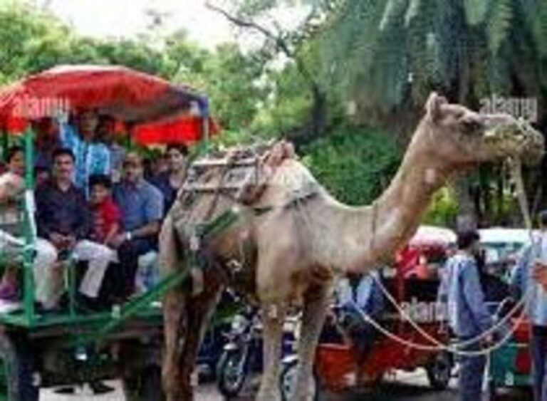 Tajmahal Tour With Tuktuk,Camel & Horse Cart