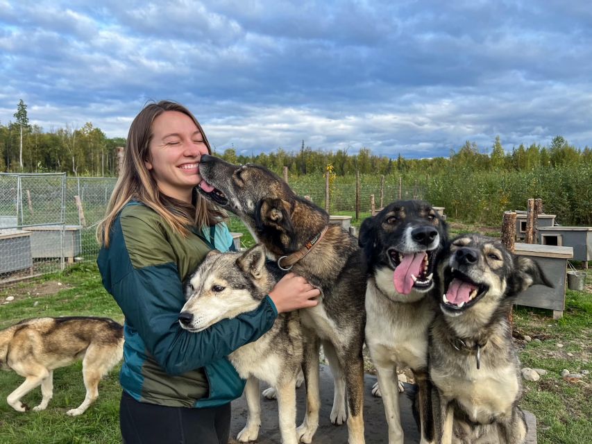 1 talkeetna summer sled dog kennel tour Talkeetna: Summer Sled Dog Kennel Tour