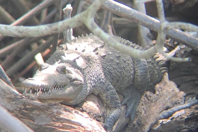 Tamarindo Birdwatching Crocodiles and Monkey Tour - Wildlife Encounters